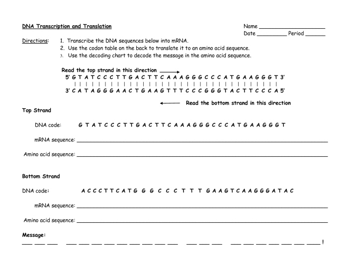 Dna transcription and translation worksheet