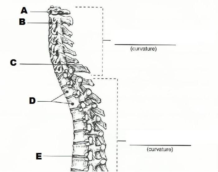 Exercise 9 the axial skeleton review sheet