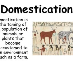 Domestication human history