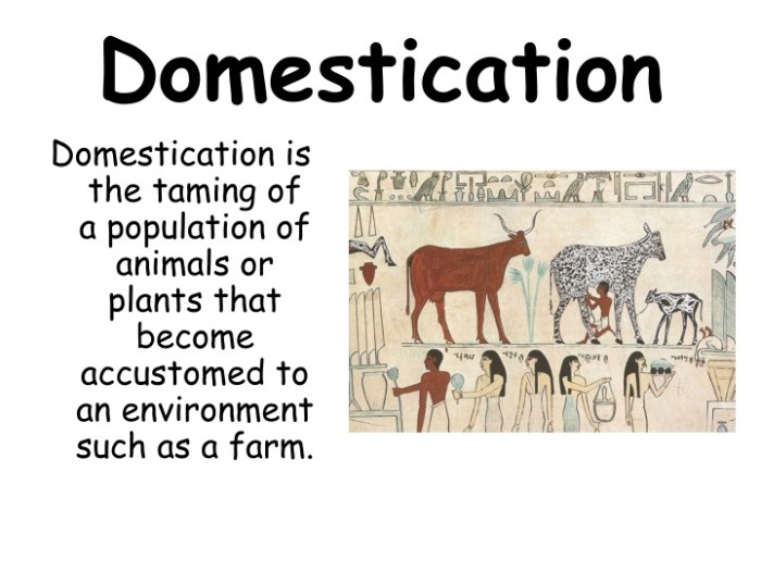 Domestication human history