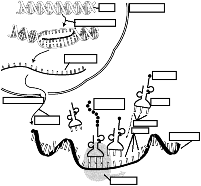 Dna transcription and translation worksheet