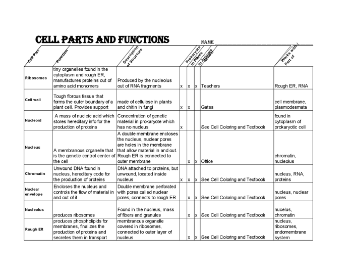 Cell city project answer key