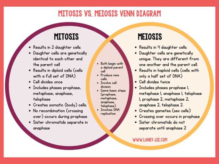 Mitosis and meiosis lab answer key