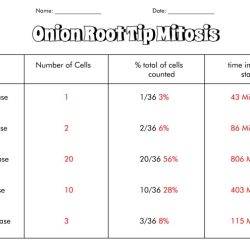 Mitosis and meiosis lab answer key