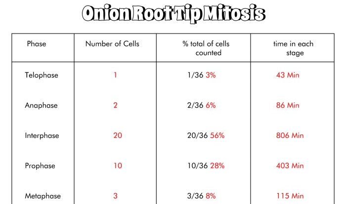 Mitosis and meiosis lab answer key