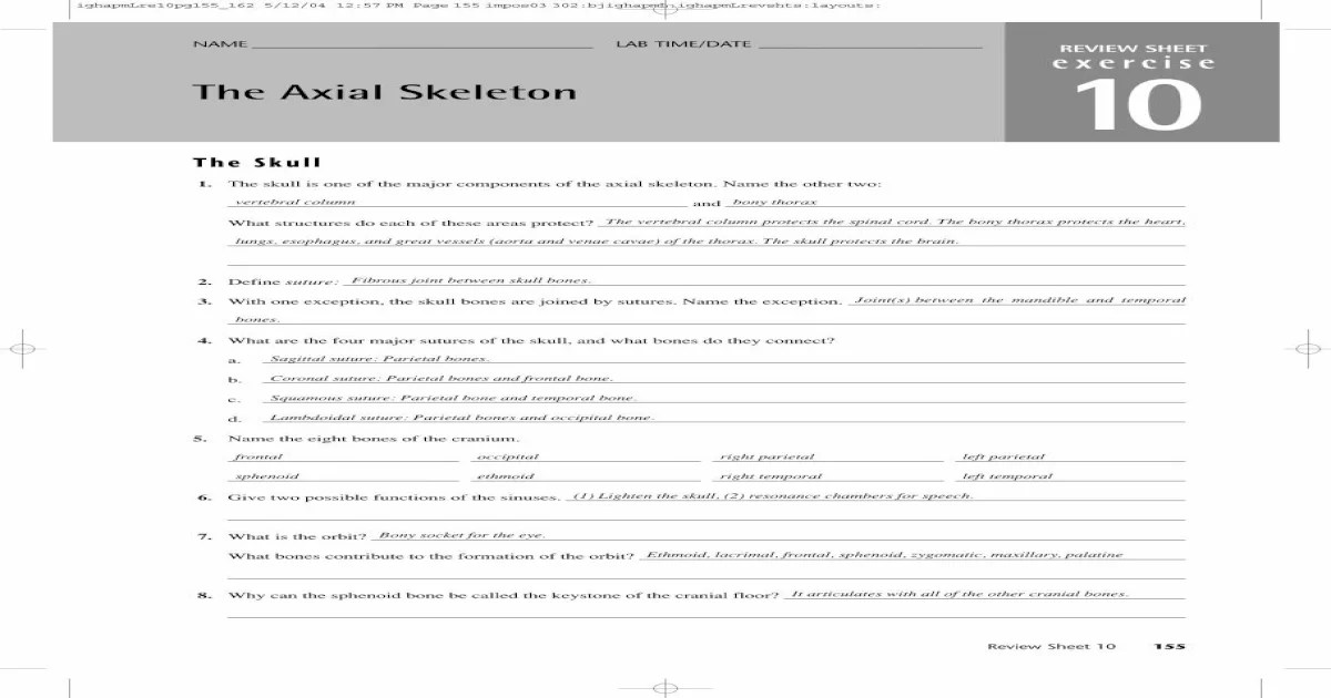 Exercise 9 the axial skeleton review sheet