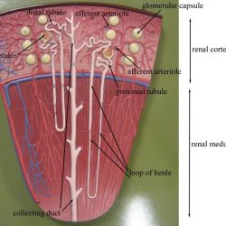 Renal function tubule proximal convoluted distal nephron glomerulus loop henle figure collecting composed basicmedicalkey