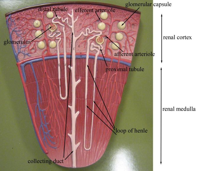 Renal function tubule proximal convoluted distal nephron glomerulus loop henle figure collecting composed basicmedicalkey