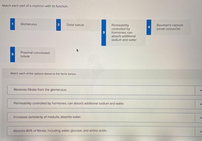 Match each part of a nephron with its function.
