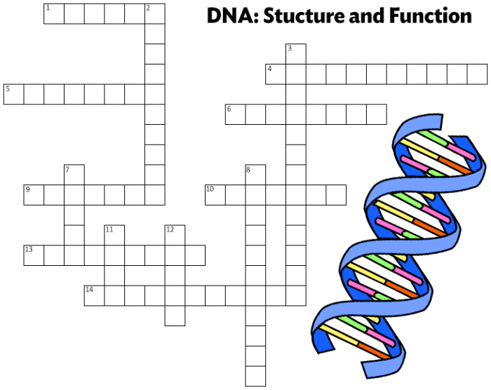 Crossword dna structure and replication answer key