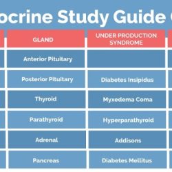 Endocrine system hormone case study analysis worksheet answers