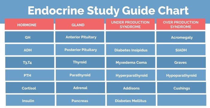 Endocrine system hormone case study analysis worksheet answers