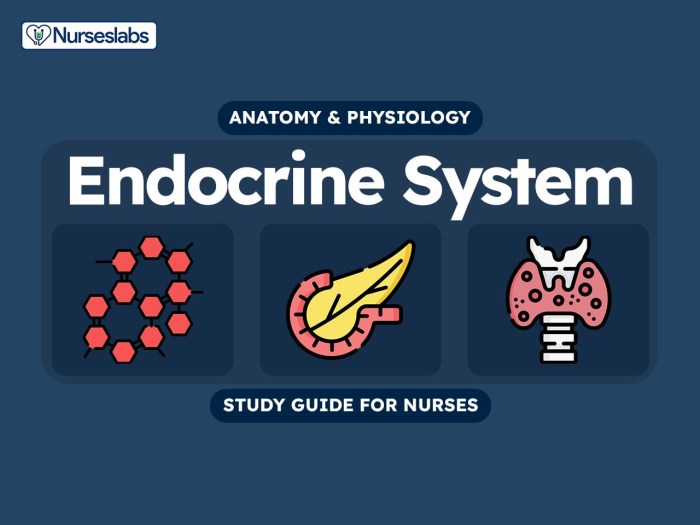 Endocrine system hormone case study analysis worksheet answers