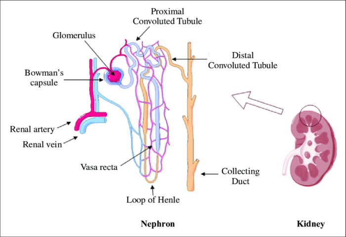 Nephron filtration reabsorption contrast compare would socratic biology lp anatomy true