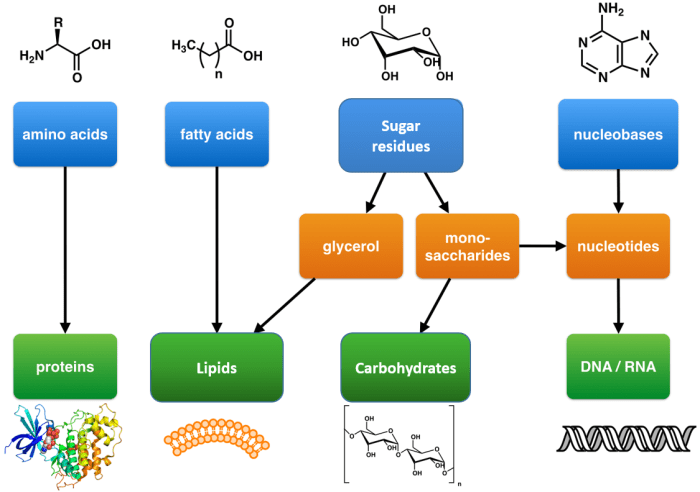 Biological building block - at christmastide time