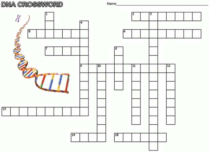 Crossword dna structure and replication answer key