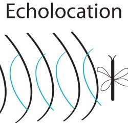 Echolocation bats use do bat sound cartoon details