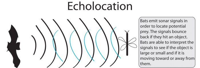 Echolocation bats use do bat sound cartoon details