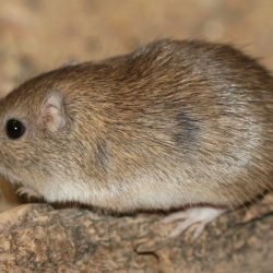 Natural selection and the rock pocket mouse worksheet