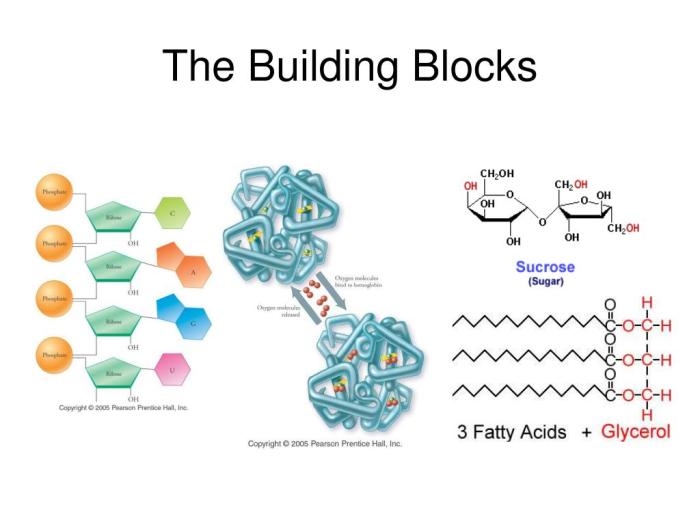 Biological building block - at christmastide time