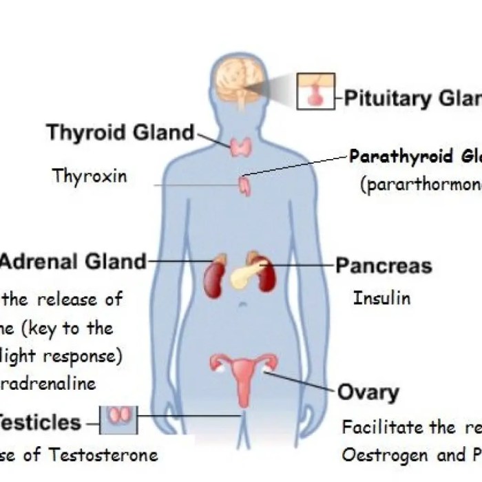 Endocrine system hormone case study analysis worksheet answers